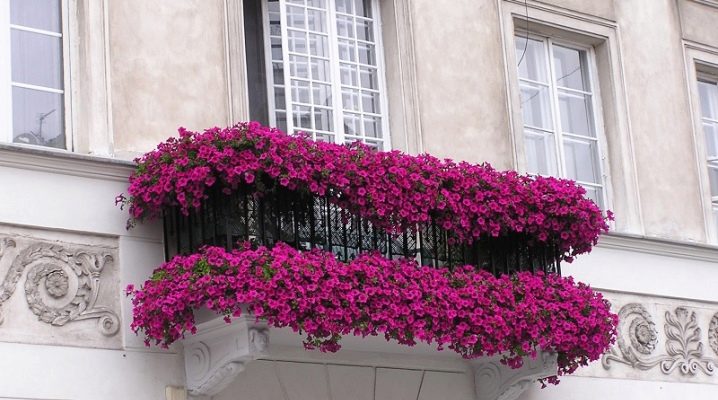 Welche Blumen auf dem Balkon für die Sonnenseite pflanzen?